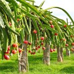 Dračie ovocie (Pitahaya - Dragoon fruit) - výška 80-110 cm, kont. C10L